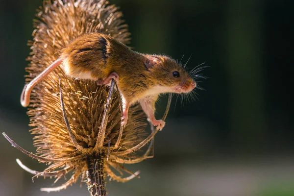 Belo rato Colheita — Fotografia de Stock
