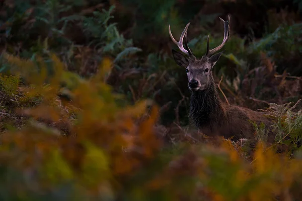 Krásný červený jelen — Stock fotografie