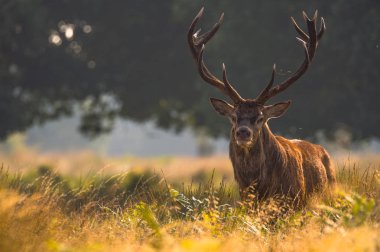 güzel Kızıl geyik