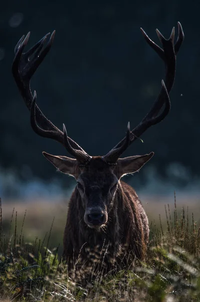 Mooie rode herten — Stockfoto