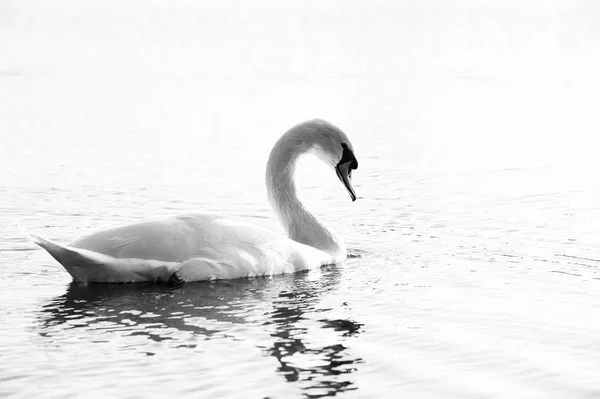 Hermoso cisne mudo — Foto de Stock