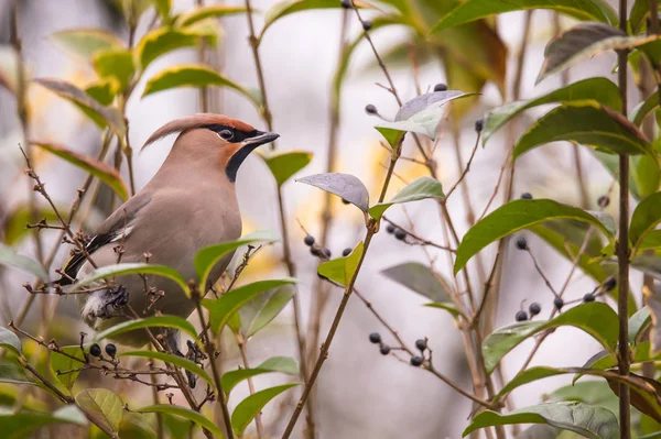 지점에 waxwing 새 — 스톡 사진