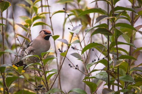 Waxwing bird on branch — Stock Photo, Image