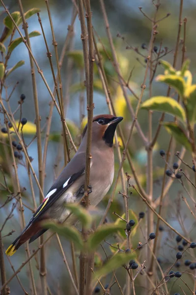 Waxwing bird on branch — Stock Photo, Image