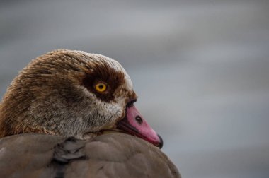 pinnate Mısır kaz