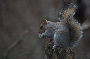 Ceviz çiğneme sincap