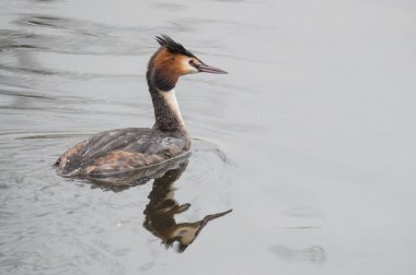 büyük tepeli batağan