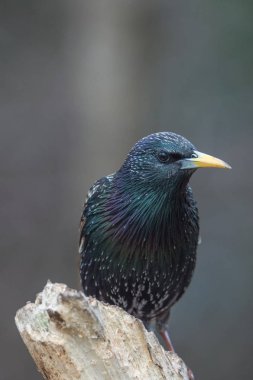 küçük kuş ağaçta oturuyor 