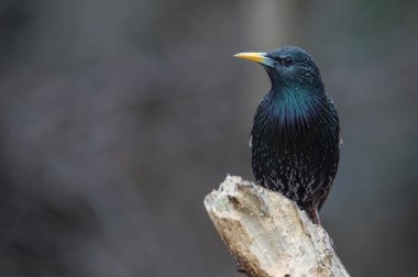 küçük kuş ağaçta oturuyor 