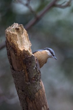 küçük kuş ağaçta oturuyor 