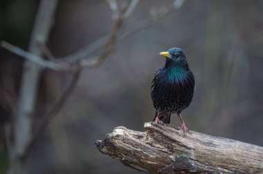 küçük kuş ağaçta oturuyor 