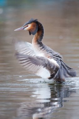 büyük tepeli batağan 