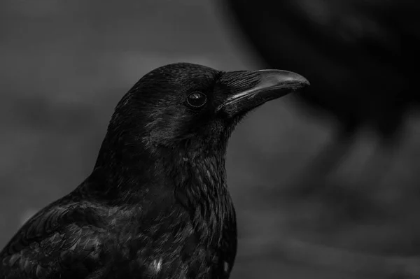 Nero corvo ritratto — Foto Stock