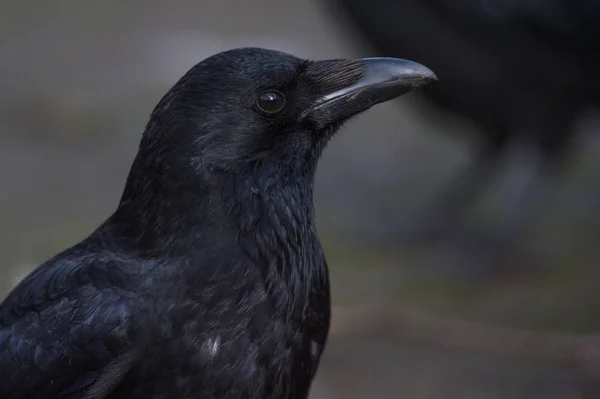 Portrait de corbeau noir — Photo