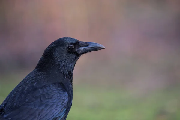 Retrato de corvo preto — Fotografia de Stock