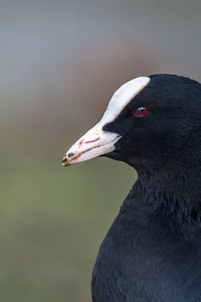 Eurasiático coot retrato — Fotografia de Stock