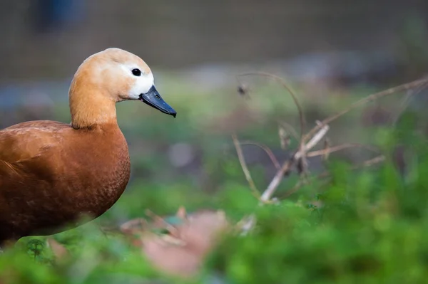 Brunátný Shelduck portrét — Stock fotografie