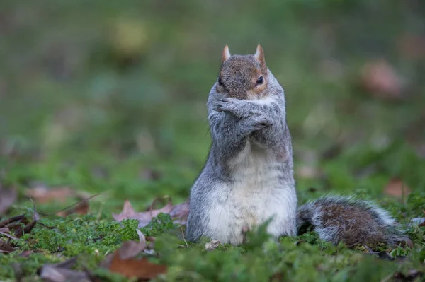 Små grå ekorren — Stockfoto