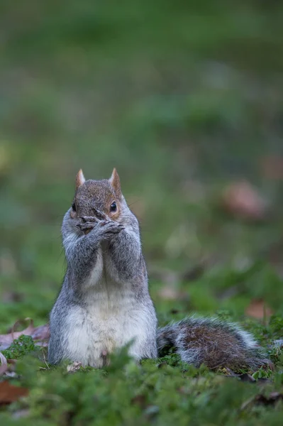 Small grey squirrel — Stock Photo, Image