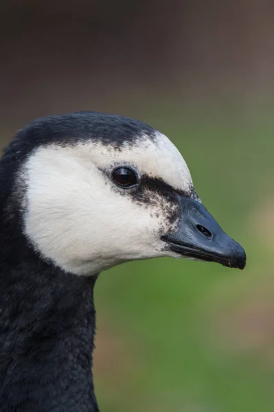 Barnacle Goose portrait — Stock Photo, Image