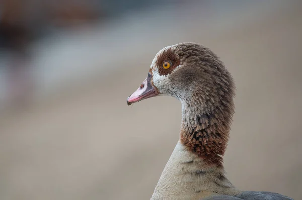 Gefiederte ägyptische Gans — Stockfoto