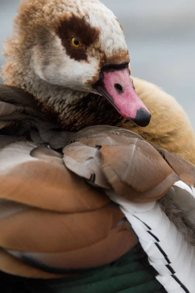 Gefiederte ägyptische Gans — Stockfoto