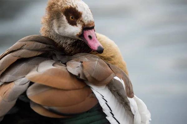 Gefiederte ägyptische Gans — Stockfoto