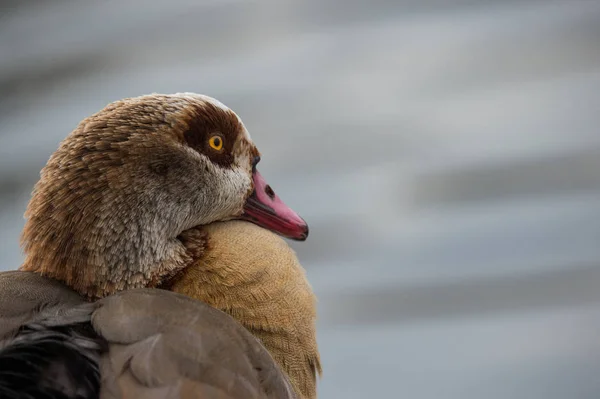 Pinnate Egyptian Goose — Stock Photo, Image