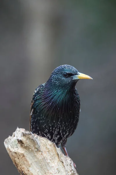 Pequeno pássaro sentado na árvore — Fotografia de Stock