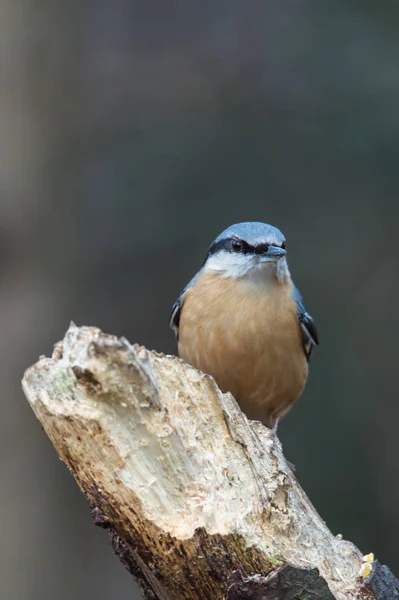 小鳥が木の上に座って — ストック写真