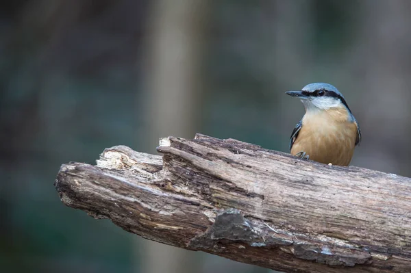 Uccellino seduto sull'albero — Foto Stock