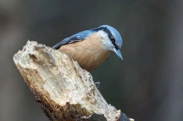 Pequeño pájaro sentado en el árbol — Foto de Stock