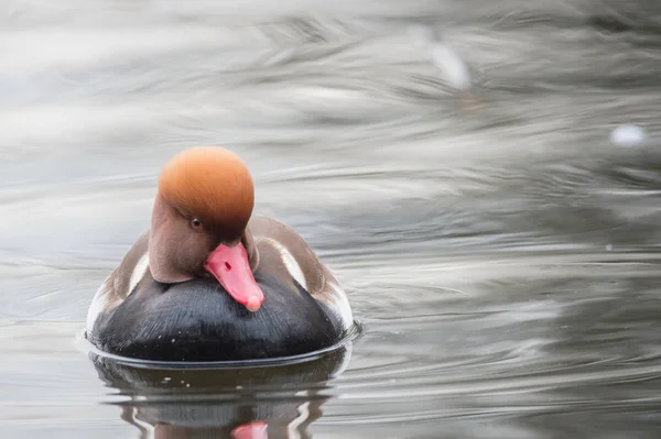 Rotschopfpochard — Stockfoto