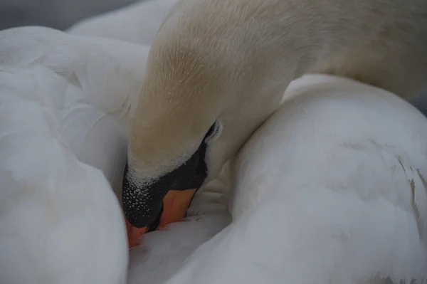 Magnifique Cygne Muet Photo De Stock