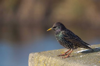 taş üzerine oturan küçük ortak sığırcık