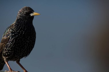 küçük ortak sığırcık