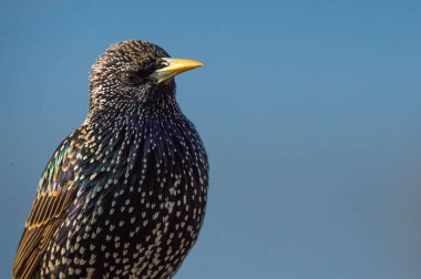 küçük ortak sığırcık