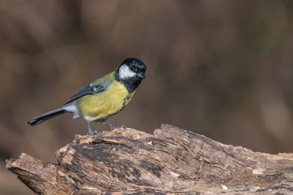 Kleine Mees zittend op boom — Stockfoto