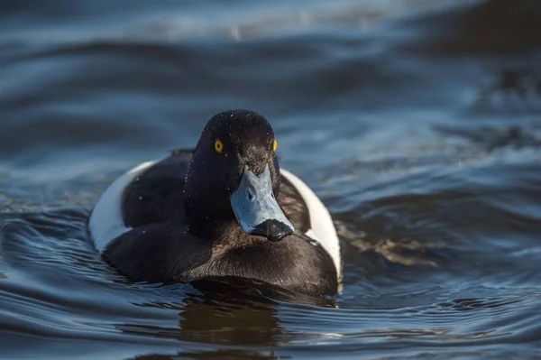 Männliche Büschelente — Stockfoto