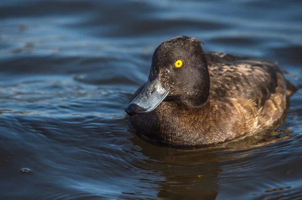 Weibliche Büschelente — Stockfoto