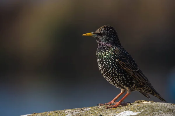 Petit étourneau commun assis sur la pierre — Photo