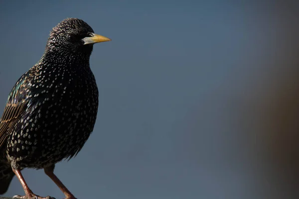 Small common starling — Stock Photo, Image