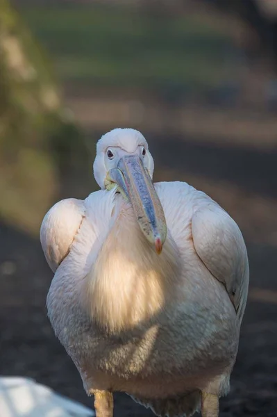 Grand pélican blanc — Photo