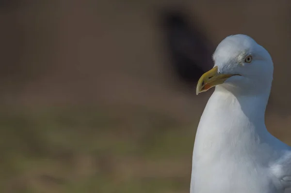 Gemeenschappelijke meeuw vogel — Stockfoto