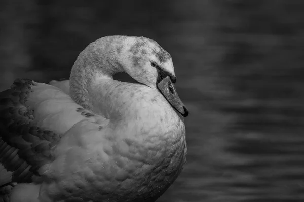 Beautiful Mute Swan — Stock Photo, Image