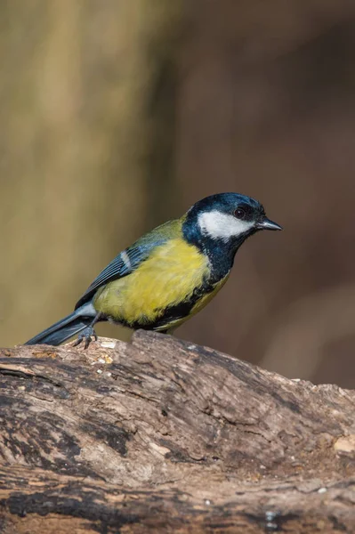 Pequeno titmouse sentado na árvore — Fotografia de Stock