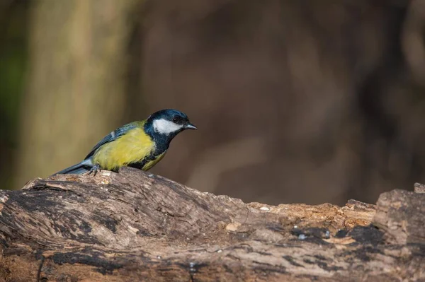 Pequeno titmouse sentado na árvore — Fotografia de Stock