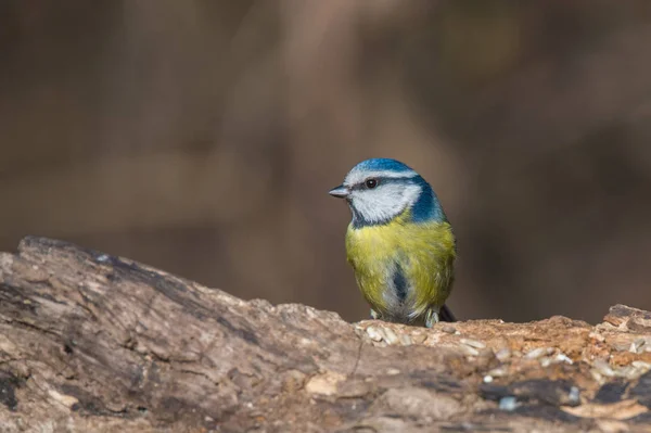 Pequena mama azul sentado na árvore — Fotografia de Stock