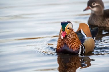 Erkek ve dişi Mandarin ördekleri 