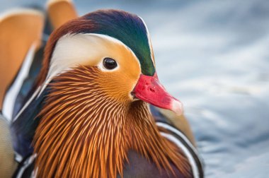 Erkek Mandarin ördeği